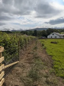Long wire fence built to protect a field of flowers